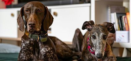 Perros-de-caza